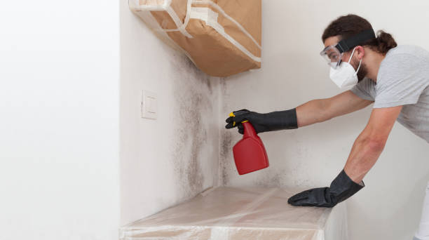 Professional Mold Cleanup technician working in Norfolk, MA