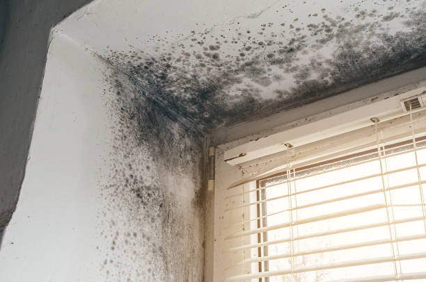 Affordable Mold Cleanup solutions in Norfolk, MA